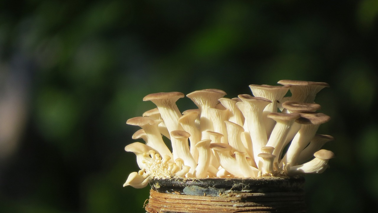 Methods of Home Mushroom Cultivation