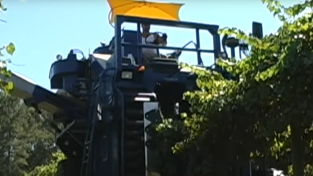 Mechanical Grape Harvesting